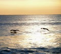 Pelican sunrise