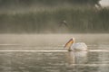 Pelican at sunrise in the Danube Delta Biosphere Reserve in Romania.