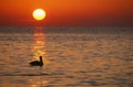 Pelican at sunrise, Florida Keys, Horizontal