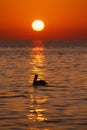 Pelican at sunrise, Florida Keys, Vertical