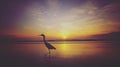 Pelican sunrise