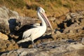 Pelican in sunset