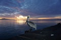 Pelican at sunset on Stearns Wharf Royalty Free Stock Photo