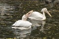 Pelican swallowing a big fish in his beak