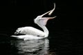 The pelican swallows a fish