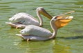 Pelican swallows fish Royalty Free Stock Photo