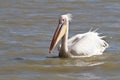 Pelican