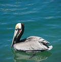 Pelican Swimming