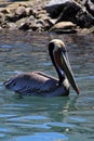 Pelican swimming in harbor of Cabo San Lucas Baja Mexico Royalty Free Stock Photo