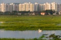 Pelican swimming in lake with blurry high rise buidlings in the background in Chennai, South India