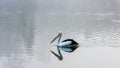 A Pelican Swimming on a Lake