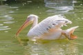 Pelican Swimming On Lake