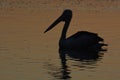 A Pelican Birdswimming on a lake siloueted at sunset