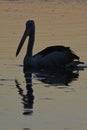 A Pelican Bird swimming on a lake at sunset