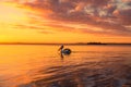 Pelican swimming in the lake under the golden cloudy sky at sunset Royalty Free Stock Photo