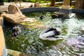 Pelican swimming in a pond at the Bird Land, Jakarta. Royalty Free Stock Photo