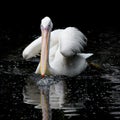 Pelican swimming in the water