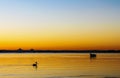 Pelican swims across liquid gold water with moat moored farther out under sky merging from orange to blue at sunset behind