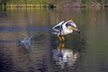 The pelican take off on La Pas Lake Royalty Free Stock Photo