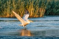 Pelican take off on a summer morning in the Danube Delta, Romania Royalty Free Stock Photo