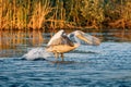 Pelican take off on a summer morning in the Danube Delta, Romania Royalty Free Stock Photo