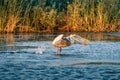 Pelican take off on a summer morning in the Danube Delta, Romania Royalty Free Stock Photo