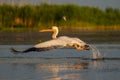 Pelican take off with a water splash, a common sighting in the D Royalty Free Stock Photo