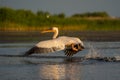 Pelican take off with a water splash, a common sighting in the D Royalty Free Stock Photo