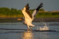 Pelican take off with a water splash, a common sighting in the D Royalty Free Stock Photo