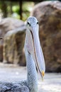 Pelican Royalty Free Stock Photo