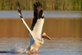 Pelican Taking Flight Royalty Free Stock Photo