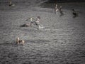 Pelican Taking Flight with a Full Pouch Royalty Free Stock Photo