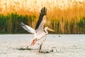 Pelican taking of for the morning flight in the Danube Delta, Romania Royalty Free Stock Photo