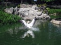 Pelican Taking Off on the Lake