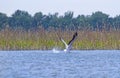 Pelican taking off from pond