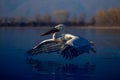 Pelican taking off from water in sunshine