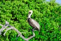Pelican in Tree in Rio Lagartos