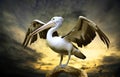 Pelican Royalty Free Stock Photo