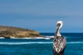 Pelican View