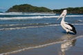 Pelican Wading