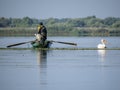 Pelican waiting for food from fishermen on Isac lake, Danube Delta, Romania Royalty Free Stock Photo