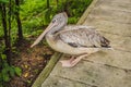 Pelican walks along the path in the park