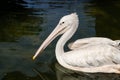 Pelican Royalty Free Stock Photo
