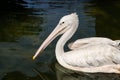 Pelican