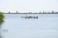 A pelican in water near beach on the sunshine coast, ukraine, cherson Royalty Free Stock Photo