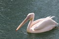 pelican on the water Royalty Free Stock Photo