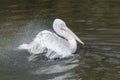 Pelican and water splashing