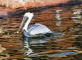 pelican on the water while swimming. large seabird with richly textured plumage