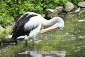 Pelican on the water. White gray plumage, large beak, at a large sea bird. Animal