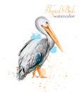 Pelican watercolor Vector. Tropic colorful birds Royalty Free Stock Photo